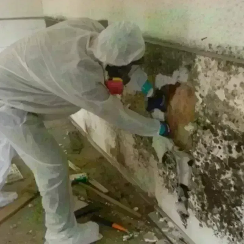 Mold Remediation and Removal in Cowan, TN